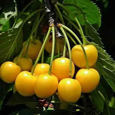 Черешня ЧЕРМАШНАЯ  Черешня ЧЕРМАШНАЯ в Твери