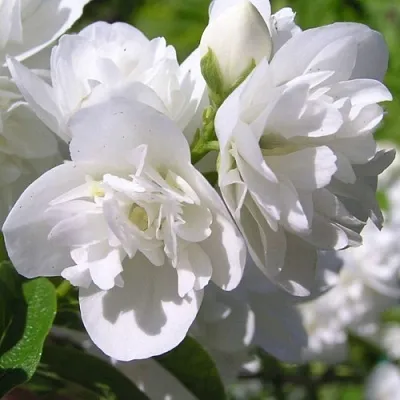 Жасмин ЖИРАНДОЛЬ  Жасмин ЖИРАНДОЛЬ в Твери