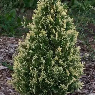 Туя БРАБАНТ ВАРИЕГАТТА западная — описание сорта Туя БРАБАНТ ВАРИЕГАТТА западная в Твери