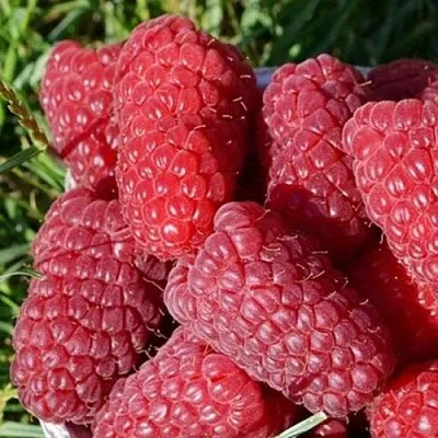 Малина САМОСВАЛ в Твери