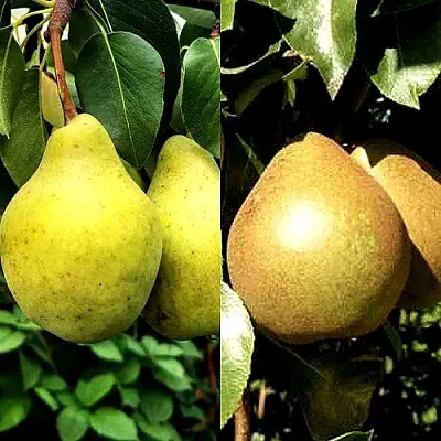 Комплект ДУЭТ в Твери