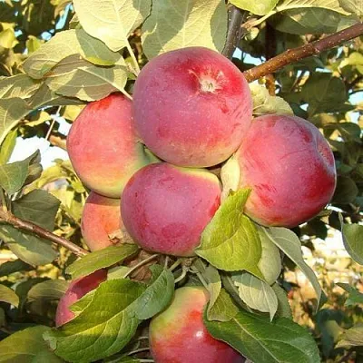 Яблоня ОРЛИК  Яблоня ОРЛИК в Твери