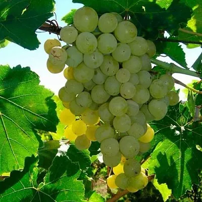 Виноград КИШМИШ МУСКАТНЫЙ  Виноград КИШМИШ МУСКАТНЫЙ в Твери