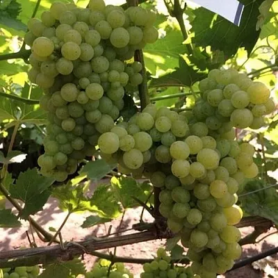 Виноград КИШМИШ 311  Виноград КИШМИШ 311 в Твери