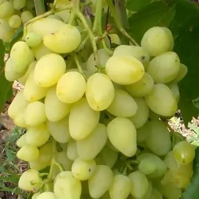 Виноград ЗАРНИЦА  Виноград ЗАРНИЦА в Твери