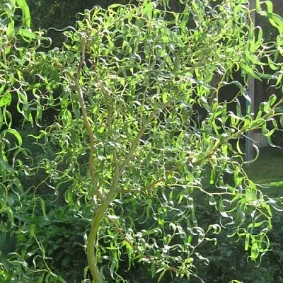 Ива МАТСУДАНА в Твери