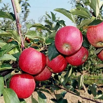 Яблоня АПОРТ в Твери