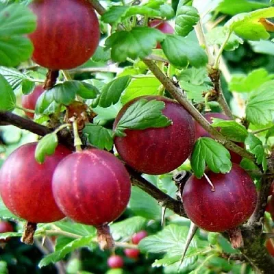 Крыжовник КОНСУЛ  Крыжовник КОНСУЛ в Твери