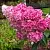 Гортензия МЕГА МИНДИ метельчатая в Твери