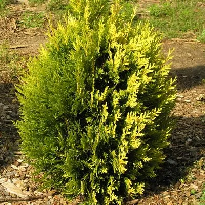 Туя КОППЕР ГОЛД западная в Твери