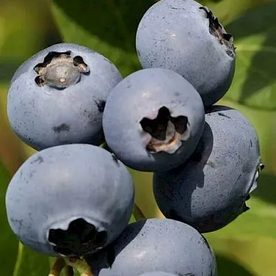 Голубика ЧАНДЛЕР в Твери