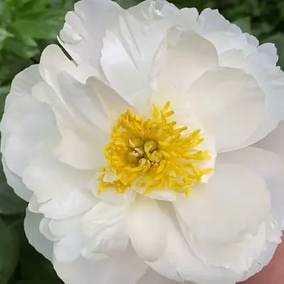 Пион ДУБЛИН травянистый в Твери