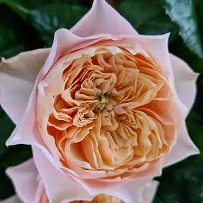 Саженцы роз ВУВУЗЕЛА РОМАНТИК чайно-гибридная в Твери