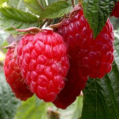 Малина КВЕЛЛИ в Твери