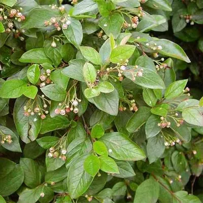 Кизильник блестящий — описание сорта Кизильник блестящий в Твери