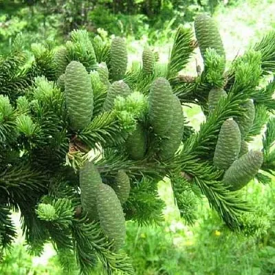 Пихта белая в Твери