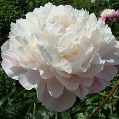 Пион ВОГ травянистый в Твери