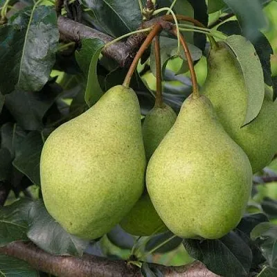 Груша ОРЛОВСКАЯ ЛЕТНЯЯ в Твери