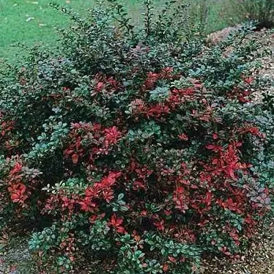 Барбарис РЕД ДЖЕВЕЛ средний   Барбарис РЕД ДЖЕВЕЛ средний  в Твери