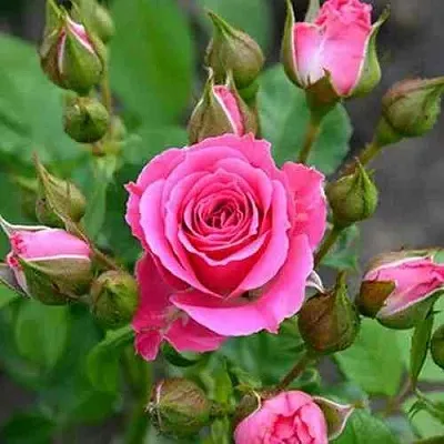 Саженцы роз ЛАВЛИ ЛИДИЯ спрей в Твери