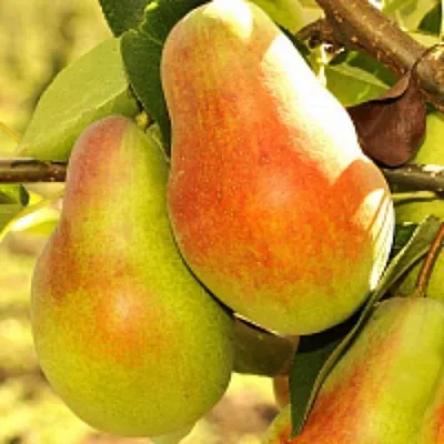 Груша РУССКАЯ КРАСАВИЦА (КРАСАВИЦА ЧЕРНЕНКО) в Твери