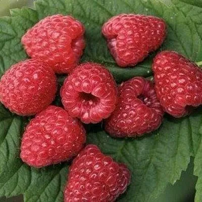 Малина ЗЮГАНА в Твери