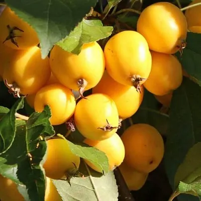 Яблоня ГОЛДЕН ХОРНЕТ декоративная  Яблоня ГОЛДЕН ХОРНЕТ декоративная в Твери