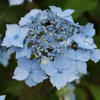 Гортензия БЛЮ ДЕКЛ пильчатая  Гортензия БЛЮ ДЕКЛ пильчатая в Твери