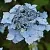 Гортензия БЛЮ ДЕКЛ пильчатая в Твери