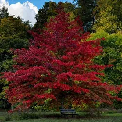 Дуб болотный  Дуб болотный в Твери