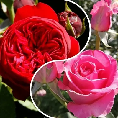 Комплект РОМАНТИЧЕСКИЙ БУКЕТ в Твери