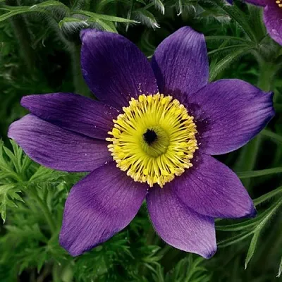 Прострел ПИНВИЛ БЛЮ ШЕЙДЕС в Твери