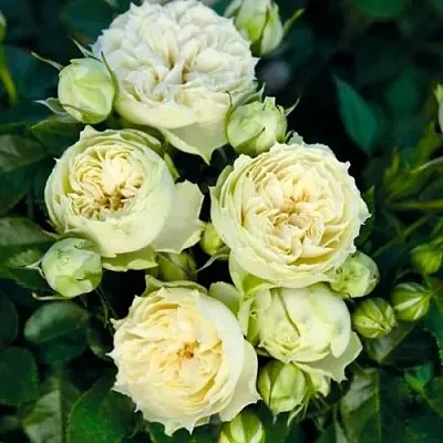 Саженцы роз БЛАНШЕТТ спрей в Твери