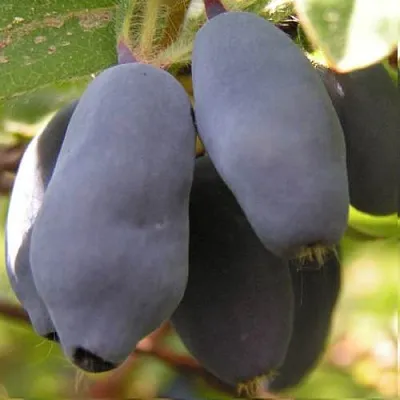 Жимолость съедобная КРУПНОПЛОДНАЯ  Жимолость съедобная КРУПНОПЛОДНАЯ в Твери