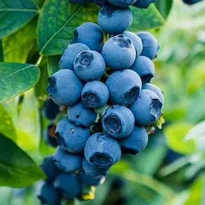 Голубика БОНИФАЦИЙ  Голубика БОНИФАЦИЙ в Твери