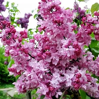 Сирень ОЛИМПИАДА КОЛЕСНИКОВА  Сирень ОЛИМПИАДА КОЛЕСНИКОВА в Твери