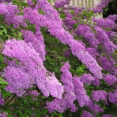 Сирень КИТАЙСКАЯ  Сирень КИТАЙСКАЯ в Твери