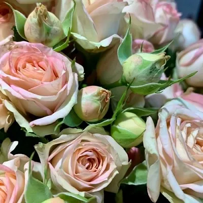 Саженцы роз АЗОРЕ спрей в Твери