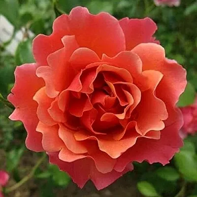 Саженцы роз ЖАН КОКТО флорибунда в Твери