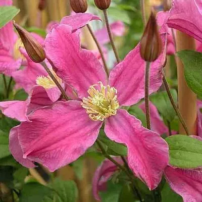 Клематис ИНСПИРЕЙШН ЗОЙН в Твери