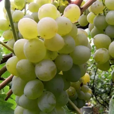 Виноград ТАЛИСМАН в Твери
