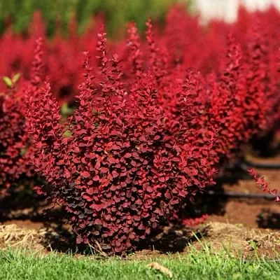 Барбарис ОРАНЖ РОКЕТ тунберга  Барбарис ОРАНЖ РОКЕТ тунберга в Твери