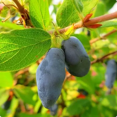 Жимолость съедобная БОРЕАЛ БЛИЗЗАРД (СЕВЕРНАЯ МЕТЕЛЬ) в Твери