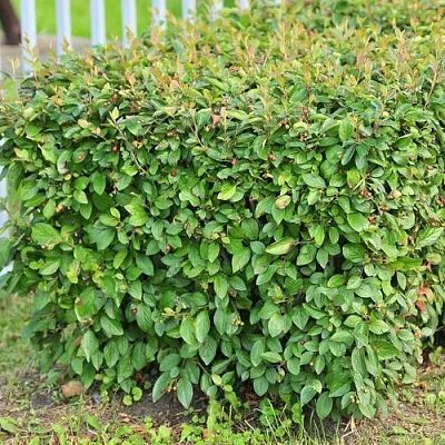 Кизильник блестящий в Твери