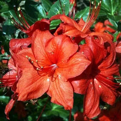 Азалия ДОЛОРОСО листопадная  Азалия ДОЛОРОСО листопадная в Твери