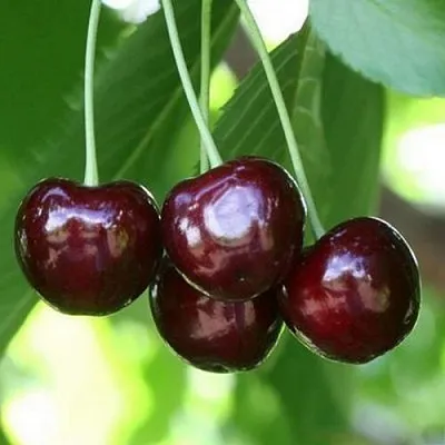 Черешня ЛЕНИНГРАДСКАЯ ЧЁРНАЯ  Черешня ЛЕНИНГРАДСКАЯ ЧЁРНАЯ в Твери