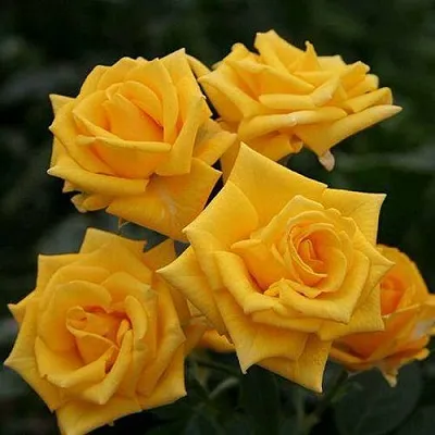 Саженцы роз ШАНИ спрей в Твери