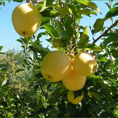 Яблоня ГОЛДЕН МИЛЛЕНИУМ  Яблоня ГОЛДЕН МИЛЛЕНИУМ в Твери