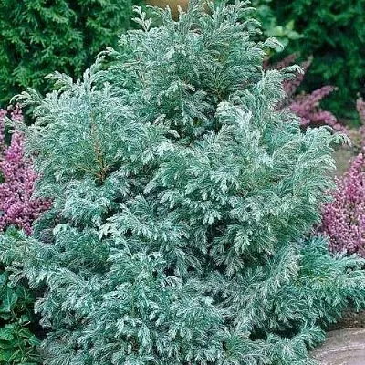 Кипарисовик БУЛЕВАРД горохоплодный  Кипарисовик БУЛЕВАРД горохоплодный в Твери