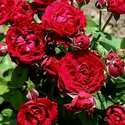 Саженцы роз ТАМАНГО спрей в Твери